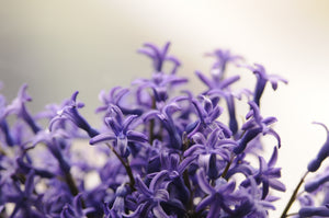 Delicate Violet