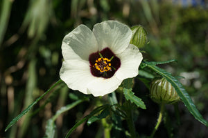 Silky Ambrette