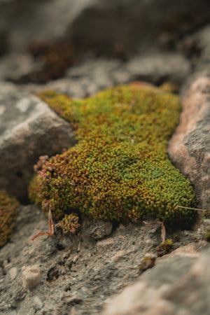Amber & Velvet Moss