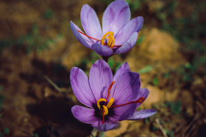 Spicy Saffron