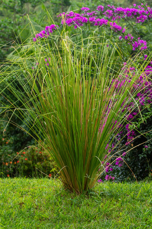 Smoky Vetiver