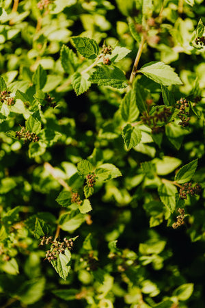 Cedar & Patchouli