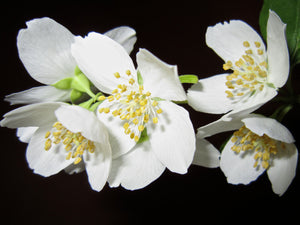 Jasmine & Orange Blossom