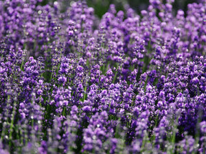 Lavender & Vanilla