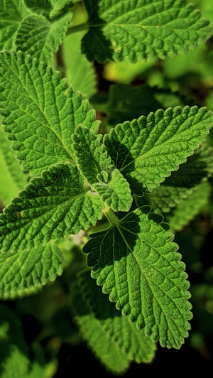 Cool Mint