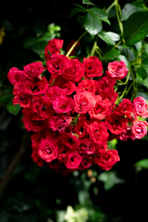 Rose & Jasmine Sambac